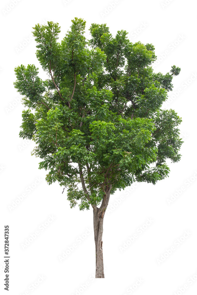 Beautiful green tree isolated on white background Beautiful green tree isolated on white background
