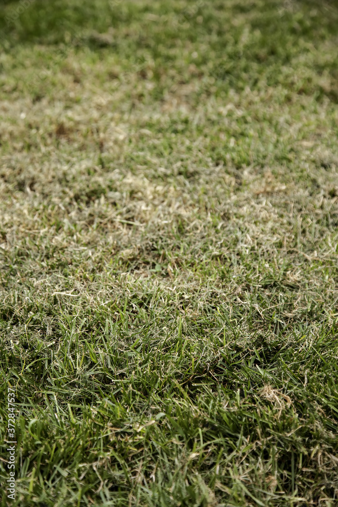 Lawn background detail Lawn background detail