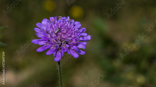 Kleine K  fer in Lila Blume