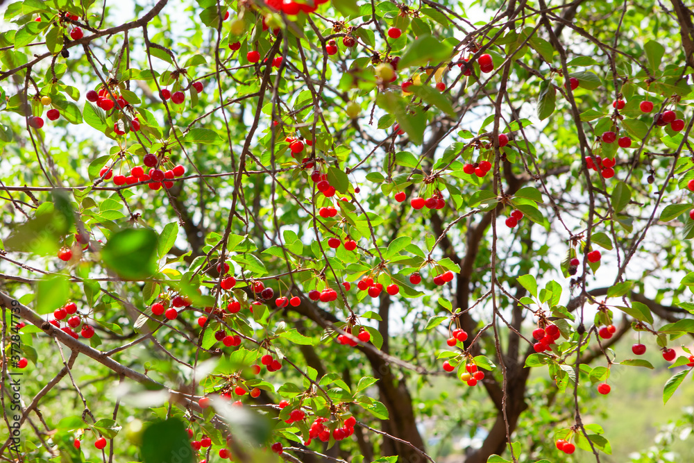 Wild cherry tree in the springtime Wild cherry tree in the springtime