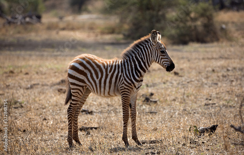 A very young Zebras  Equus quagga  near a water hole in Kenya. 