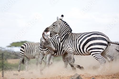 Zebras  Equus quagga  fighting near a water hole - Kenya 
