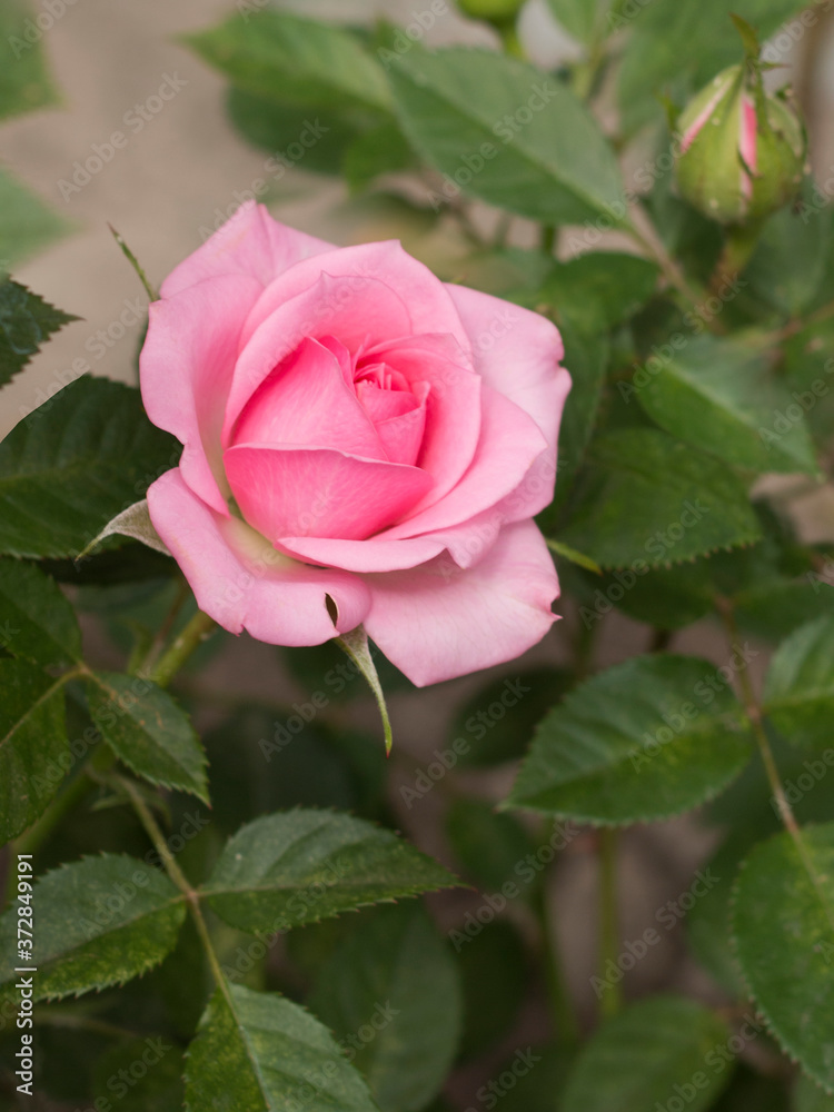 Pink rose blooming in garden close - up view