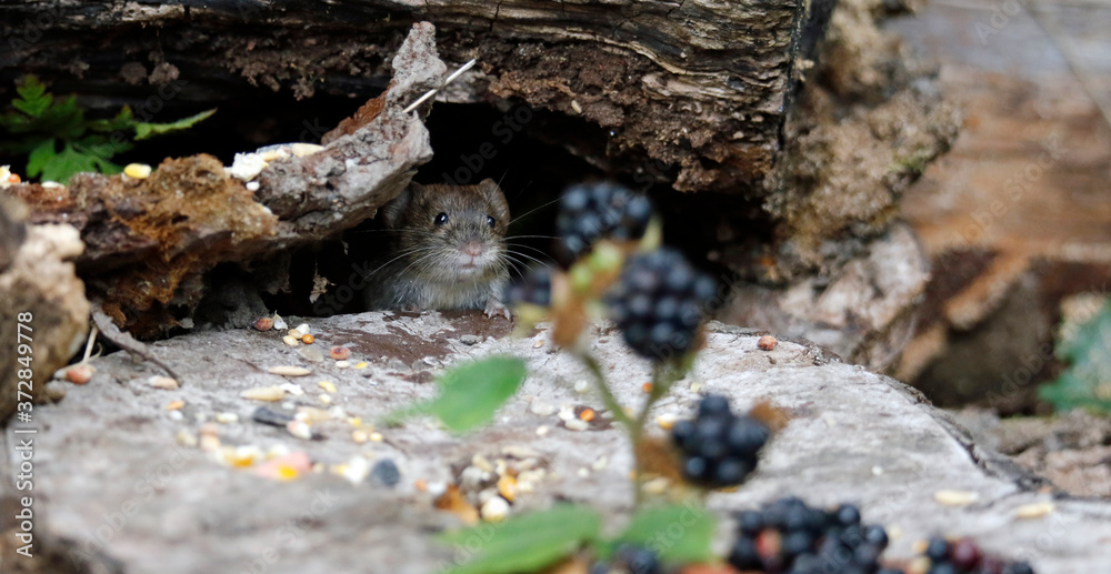 Bank vole collecting berries and seeds in a wood Bank vole collecting berries and seeds in a wood