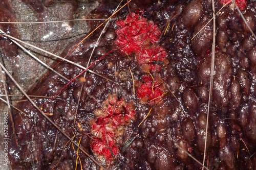 Drosera trinervia/afra close to Ceres, Western Cape, South Africa photo