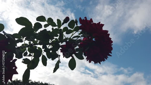 Blumen Rosen Pflanzen Rot lila pink