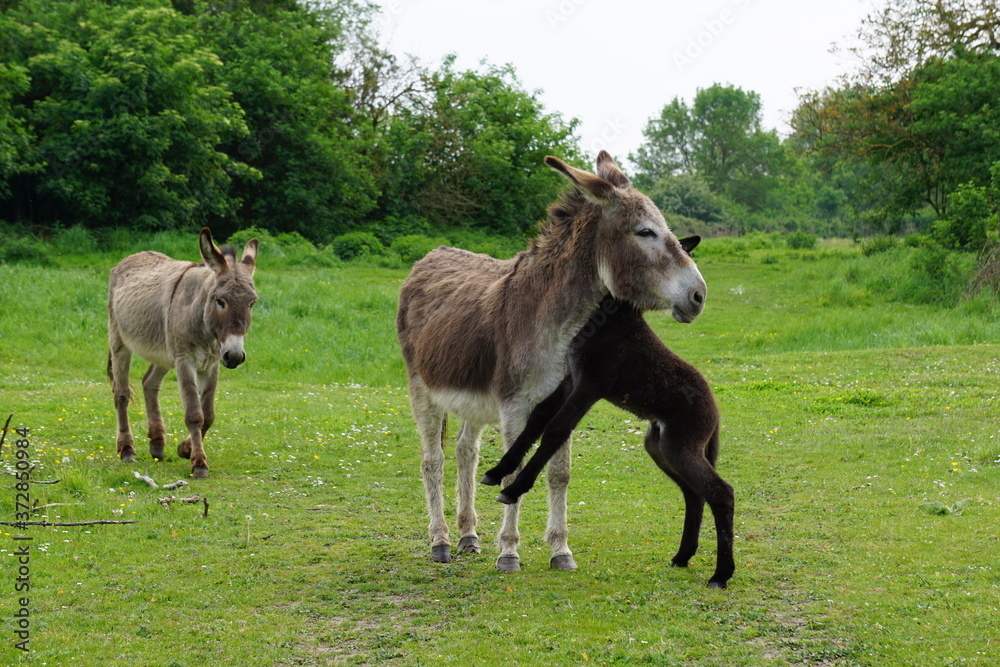 mother and baby donkeys playing in the meadow