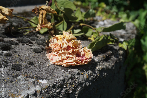 Rose, Blüte, verblüht, Blume, Moos, Beton, welk, verwelkt, Blatt, Rosenblatt, Stiel, Blätter, Beton, Sockel, Moos, Betonsockel, verwildert, vergessen, Zeit, Vergangenheit, Ewigkeit, Frühling, Sommer,  photo