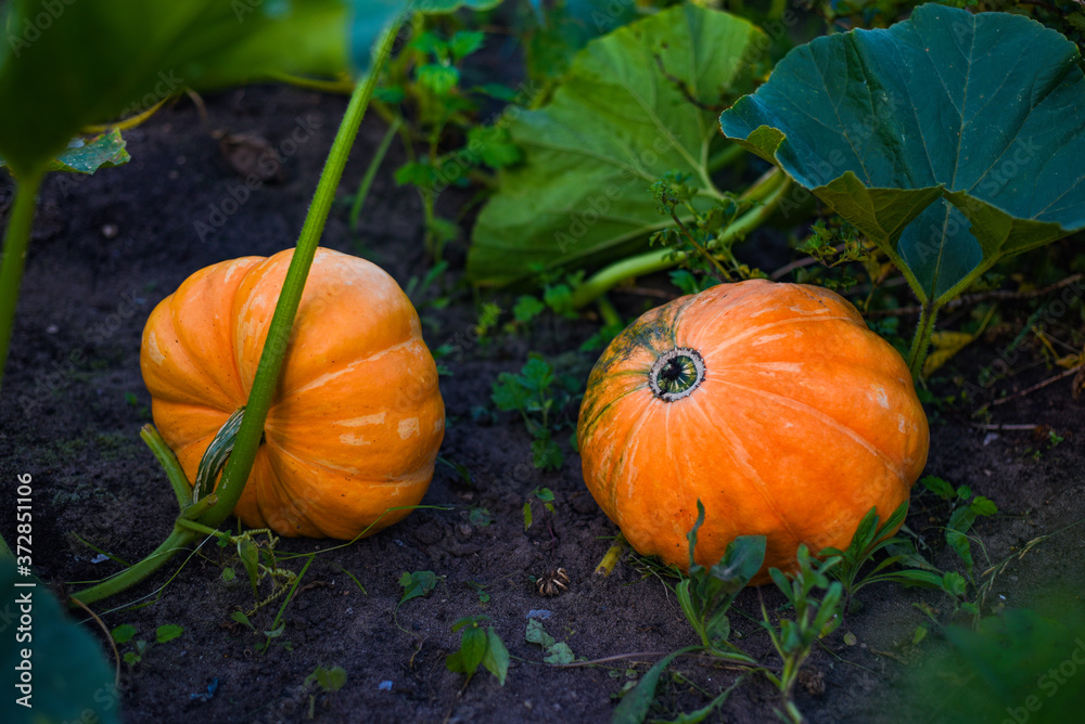 two pumpkins in the garden