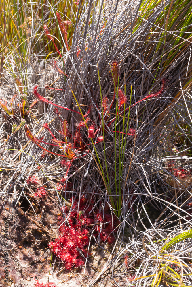 Drosera capensis and Drosera rubrifolia close to Ceres, Western Cape, South Africa Drosera capensis and Drosera rubrifolia close to Ceres, Western Cape, South Africa