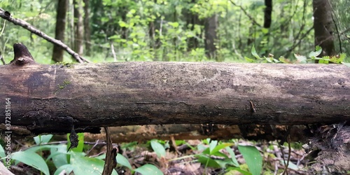 The trunk of an old tree that has fallen on a forest path is surrounded by a natural environment of temperate deciduous forest.