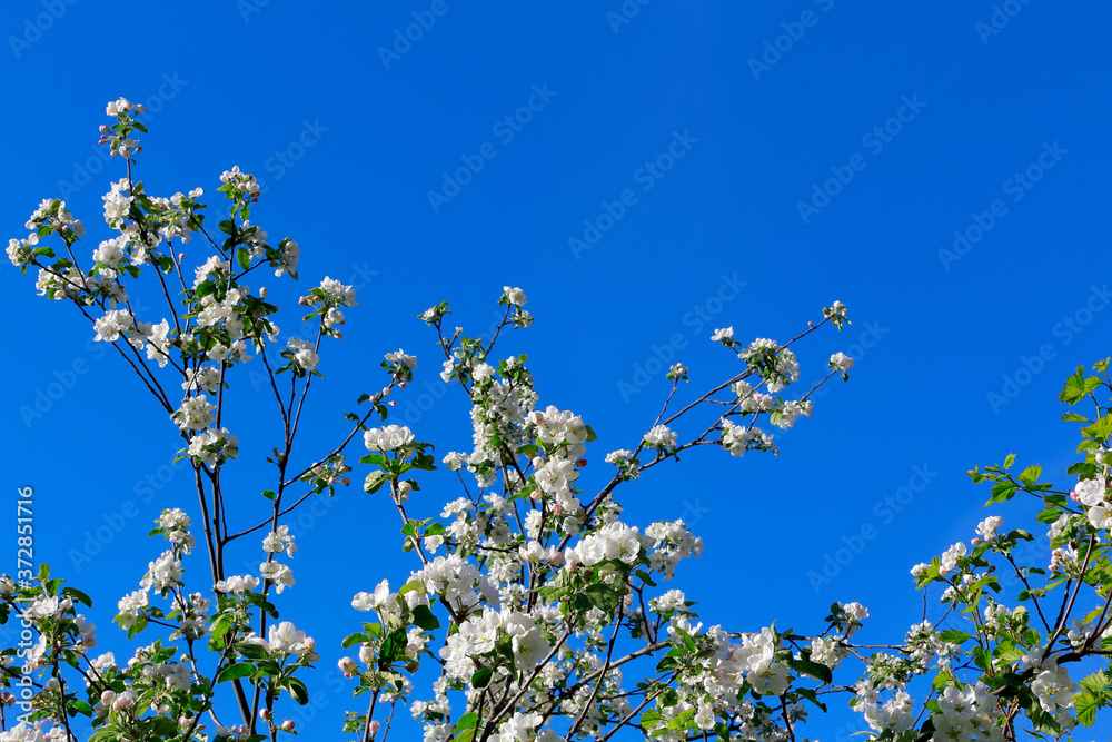 Flowers of apple tree on a background of blue clear sky Flowers of apple tree on a background of blue clear sky