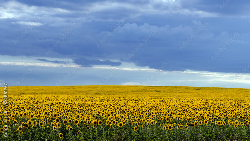 horizon horizon