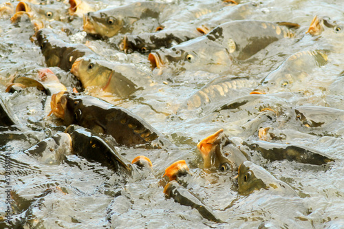 Viele Fische in einem Teich schnappen nach Futter photo