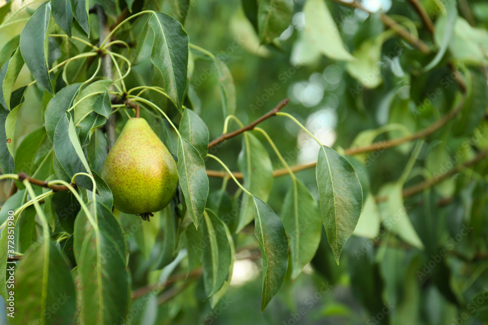 Ripe pear on tree branch in garden Ripe pear on tree branch in garden