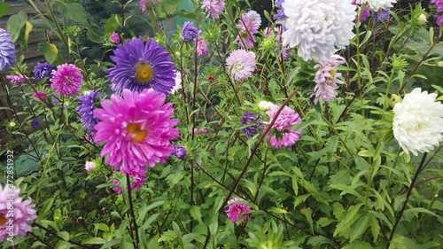 Blumen Rosen Pflanzen Rot lila pink