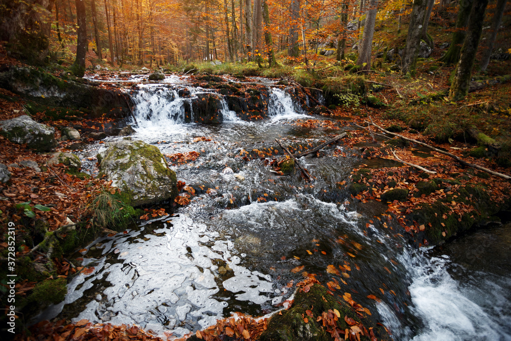 mountain river in the autumn forest