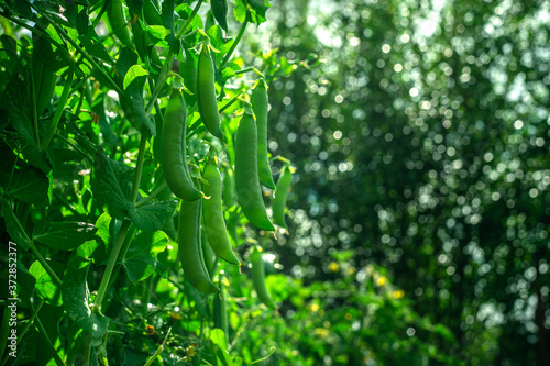 Green pea fruit in the garden, blurred background