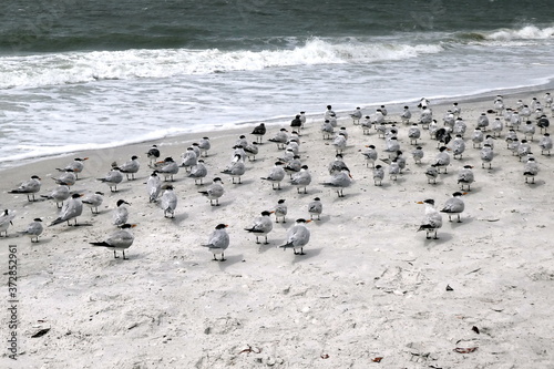 Group of sea gulls at the beach of Lover's Key State Park, Florida