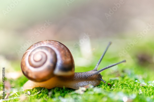 snail and moss...