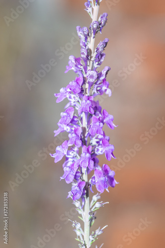 Purple toadflax (linaria purpurea) flowers photo