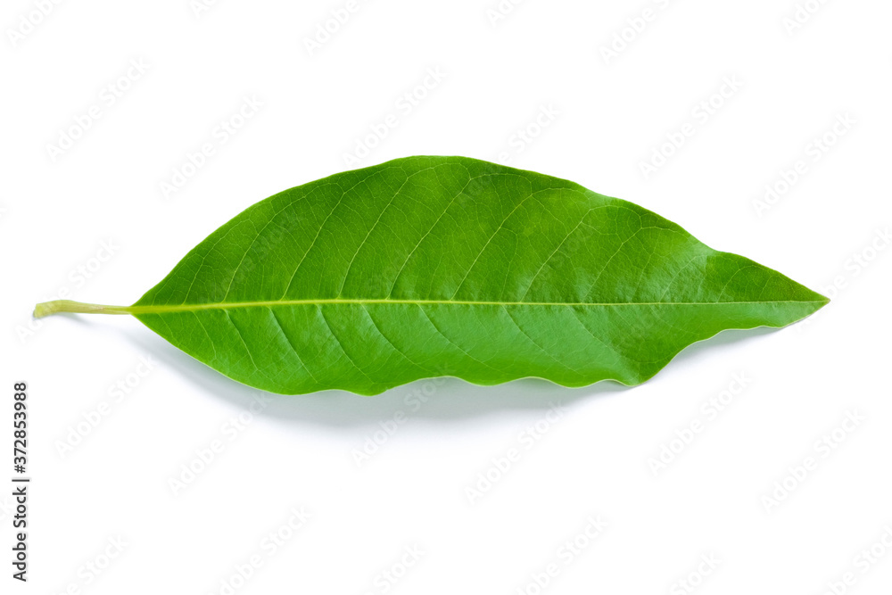 Fototapeta premium Green leaf isolated on white background