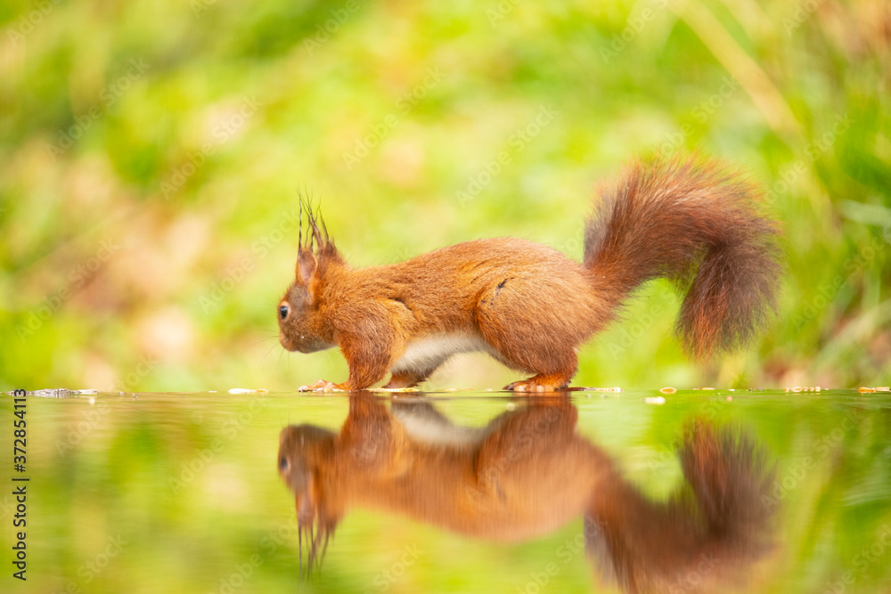 Squirrel, Red Squirrel, Rodent. Squirrel, Red Squirrel, Rodent.