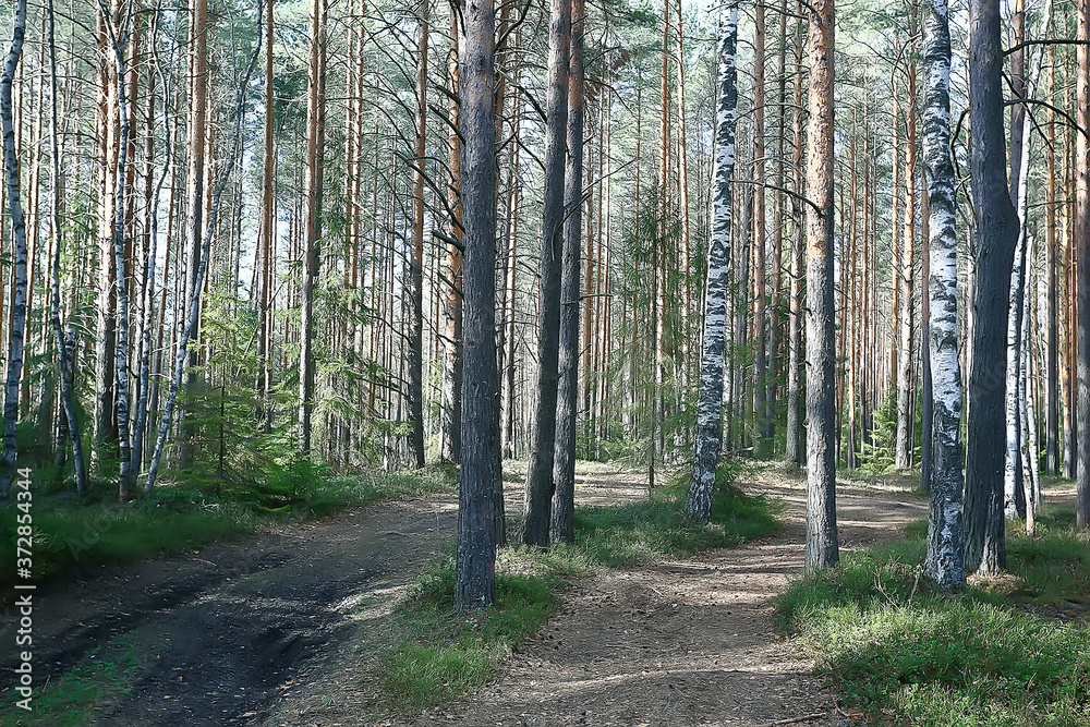 summer park landscape / seasonal view, green trees in summer, concept nature walk, ecology, eco summer park landscape / seasonal view, green trees in summer, concept nature walk, ecology, eco