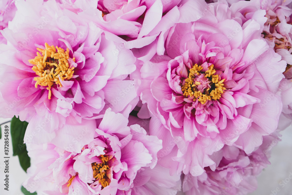Beautiful bouquet of fresh pink peony flowers in full bloom.