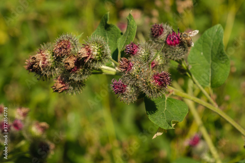 Schön blühende Distel mit vielen lila Blüten und Knospen im Wald im Sommer