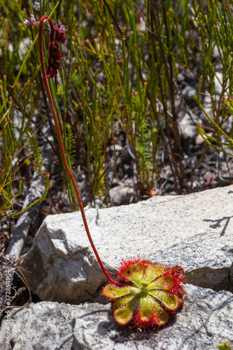 Drosera xerophila in Fernkloof Nature Reserve, Western Cape, South Africa photo