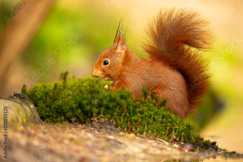 Squirrel, Red Squirrel, Rodent. photo