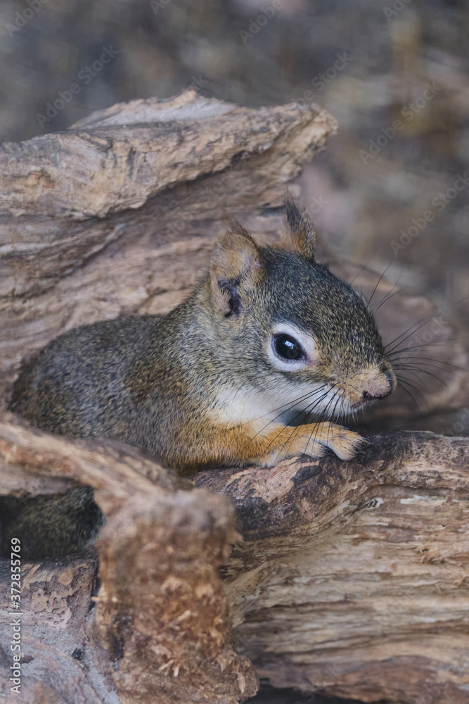 A rodents marmots chipmunks squirrel spotted on a tree trunk on hunting mood. Animal behavior themes. Focus on eye
