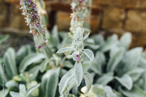 The Stachys byzantina plant is covered with silky-lanate hairs photo