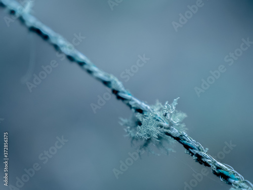 Lichen sur un fil 