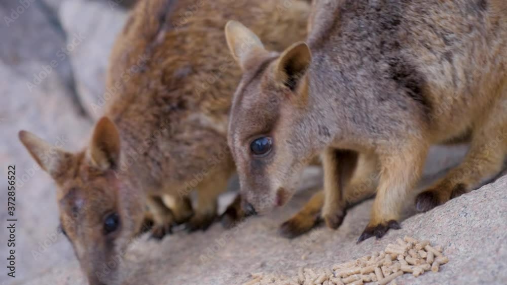Close Up Of Australia Wallaby feeding and eating on The Rock in Magentic island in North Queensland, Australia Close Up Of Australia Wallaby feeding and eating on The Rock in Magentic island in North Queensland, Australia