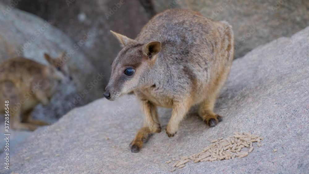 Close Up Of Australia Wallaby feeding and eating on The Rock in Magentic island in North Queensland, Australia Close Up Of Australia Wallaby feeding and eating on The Rock in Magentic island in North Queensland, Australia