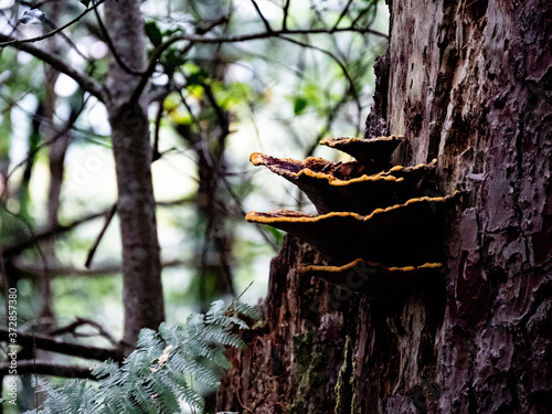 Champignon sur un arbre