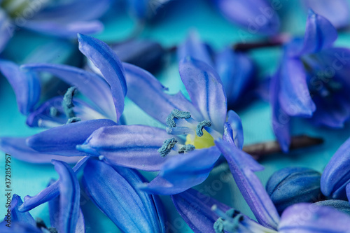 Macro blue scilla blossom on plate