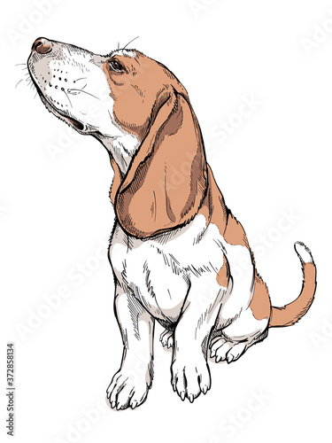 Beagle dog sketch. Vector illustration