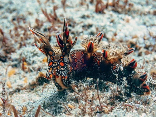 Bornella anguila nudibranch