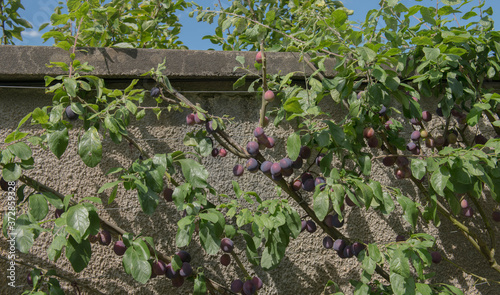 Late Summer Fruit Ripening on a Merryweather Damson Tree (Prunus insititia) Growing Against a Wall in a Country Cottage Garden in Rural Devon, England, UK