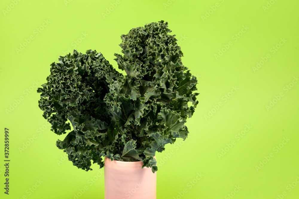 Organic kale (Italian kale, Tuscan kale, dinosaur kale, lacinato
