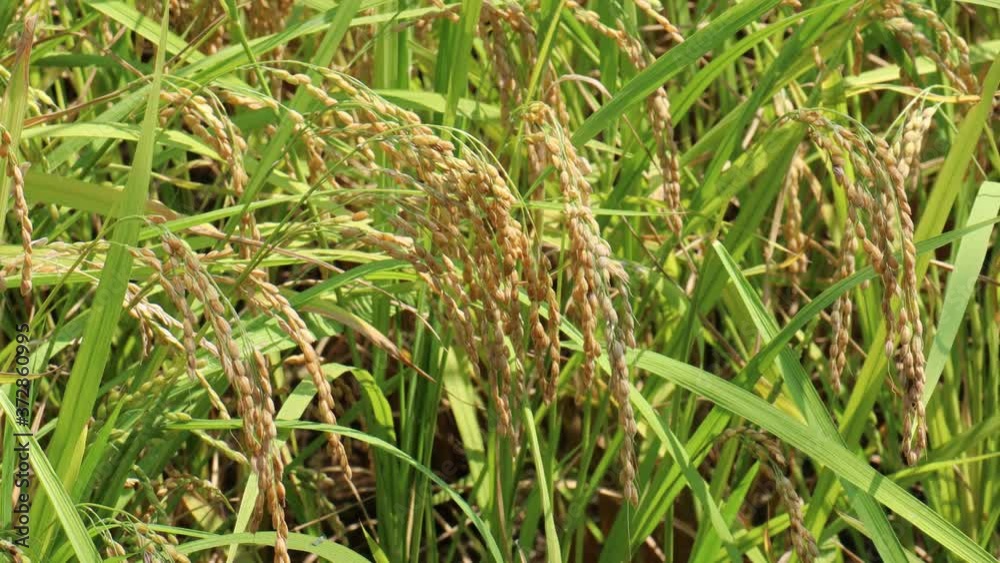 稲刈り前の稲穂　風で揺れる