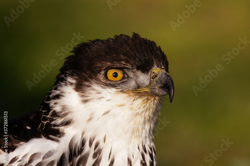 Portrait African Hawk-Eagle, Aquila Spilogaster, looking towards right with blurred green background
