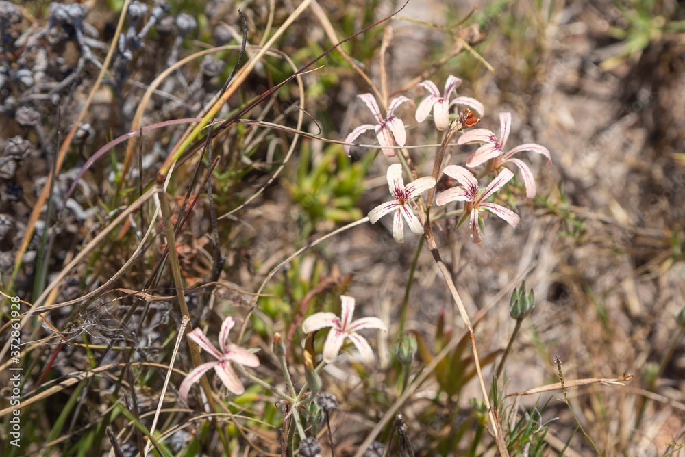 Pelargonium triste in Renosterveld vegetation close to Darling, Western Cape, South Africa