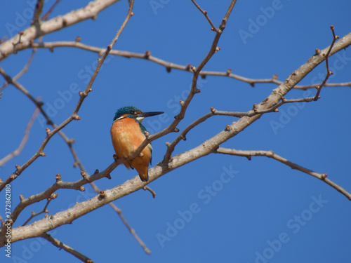 a common kingfisher on the cerry tree / 桜の木にとまるカワセミ（オス） © the last orangutan