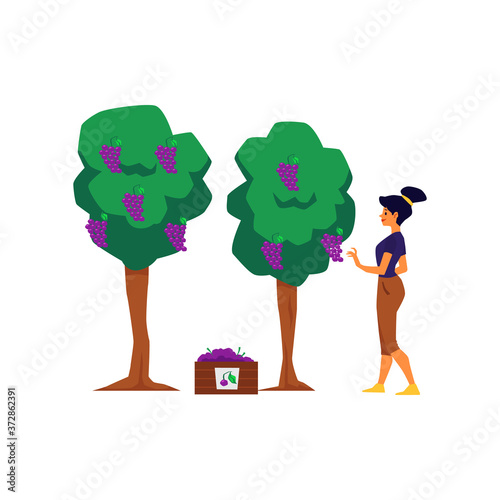 Woman character harvesting grapes for wine, flat vector illustration isolated.