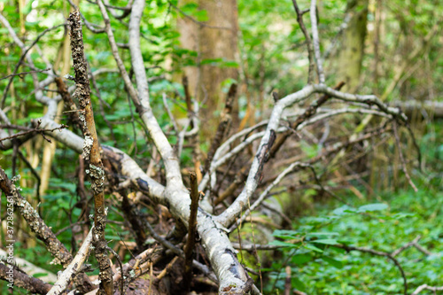 
fallen trees in the forest