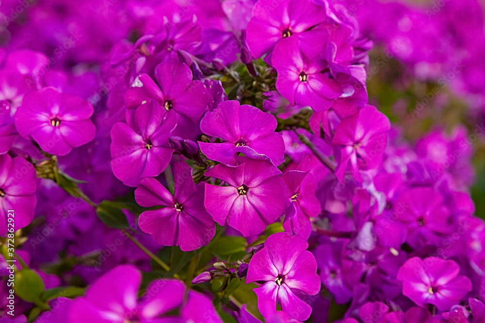 Petunia flowers close-up, purple Petunia flowers in the garden, macro images Petunia flowers close-up, purple Petunia flowers in the garden, macro images